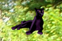DreamCatGreen